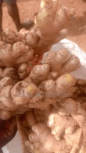 Fresh Ginger