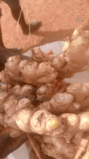 Fresh Ginger