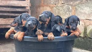 1-3 months Female Purebred Doberman Pinscher