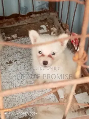 1-3 months Female Purebred American Eskimo