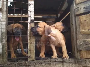 1-3 months Female Purebred Boerboel
