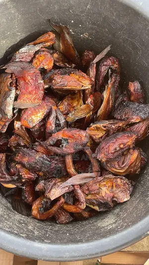 Neatly Dried Mangala Fish of Different Varieties