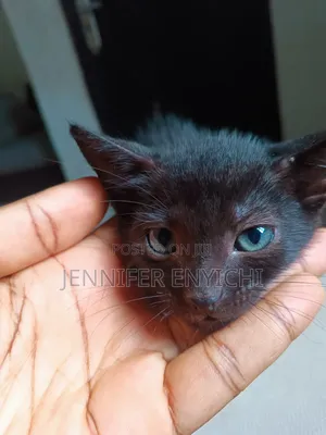 1-3 months Male Mixed Breed Bombay