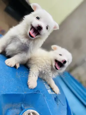 1-3 months Male Purebred American Eskimo