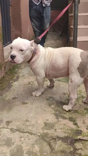 1+ year Male Purebred American Bully