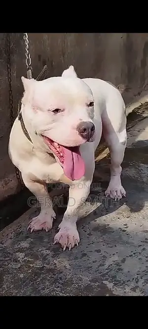 1+ year Female Purebred American Bully