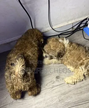 1-3 months Male Purebred Lhasa Apso