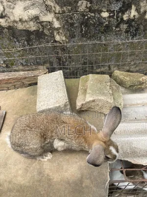 Male and Female Rabbit Available