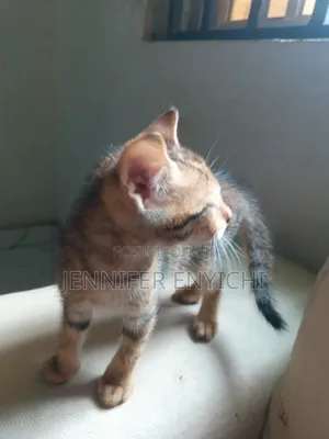 1-3 months Male Mixed Breed Tabby