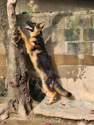 3-6 months Male Purebred German Shepherd