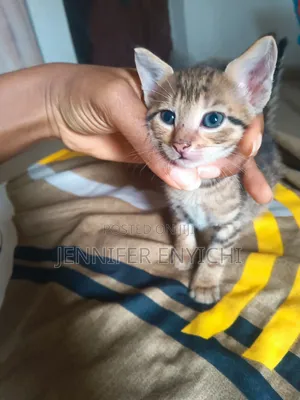 1-3 months Male Mixed Breed Tabby