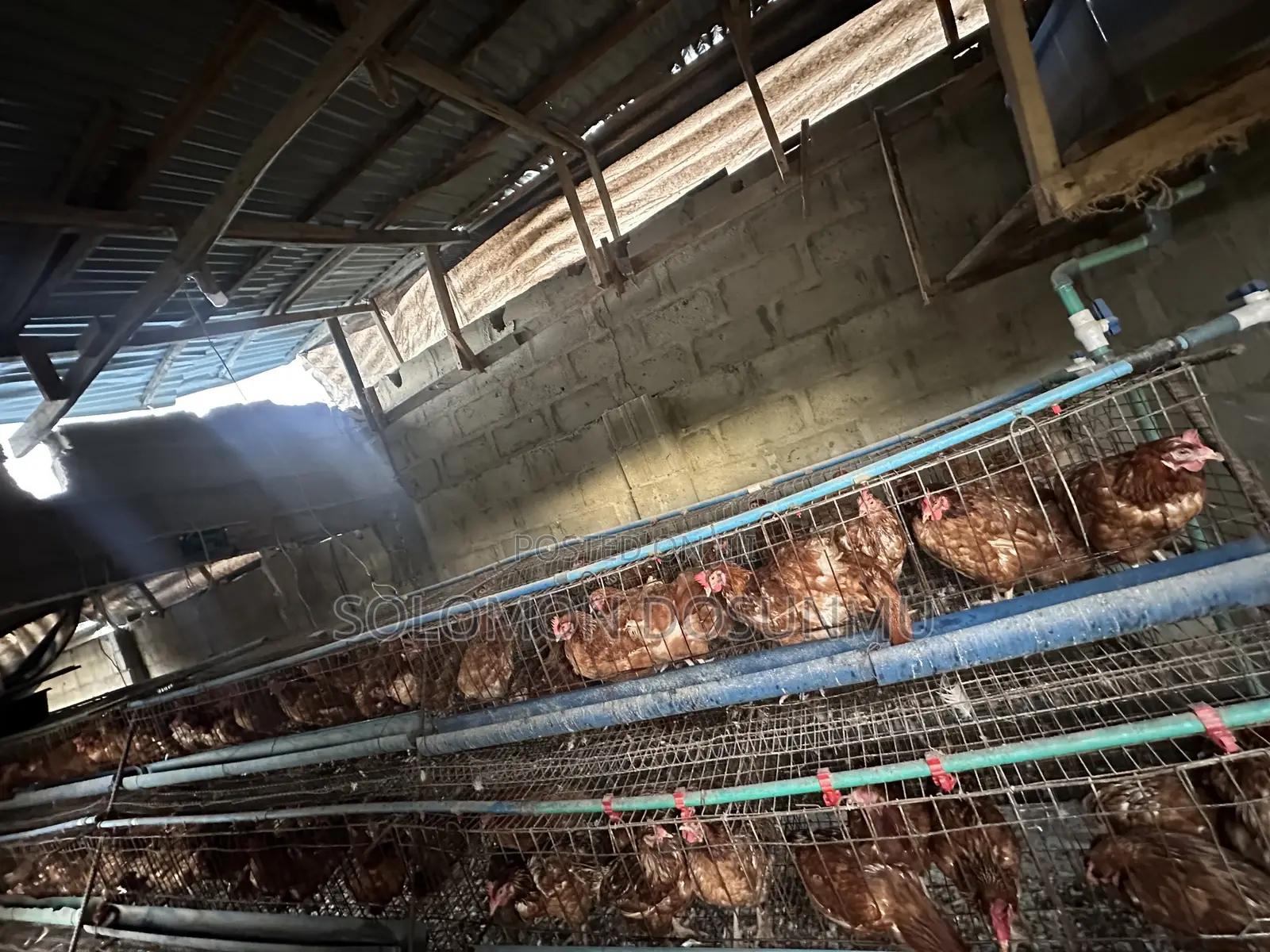 Battery Cage