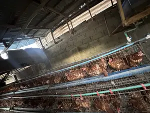 Battery Cage