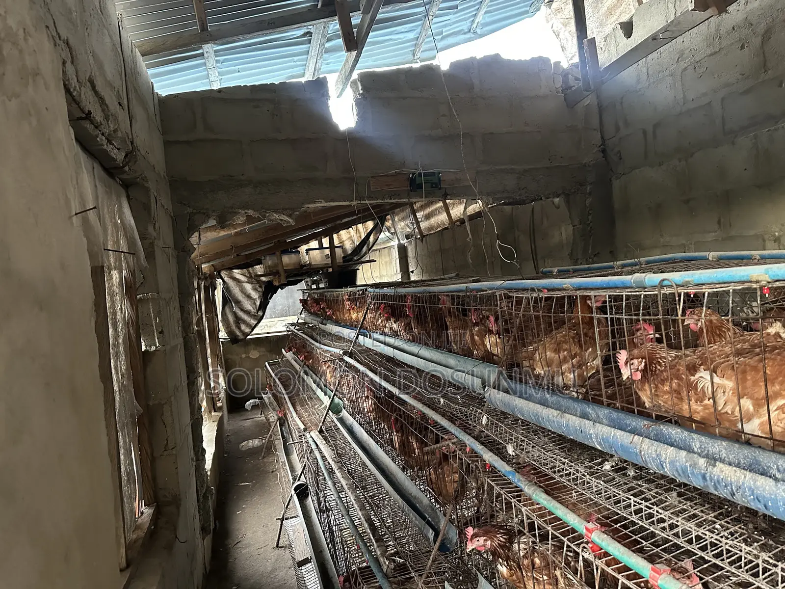 Battery Cage
