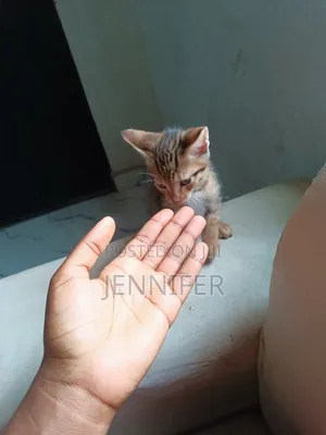 1-3 months Female Mixed Breed Tabby
