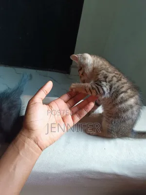 1-3 months Female Mixed Breed Tabby