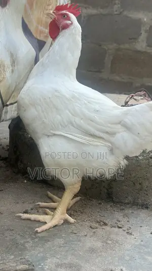 Broiler Chickens