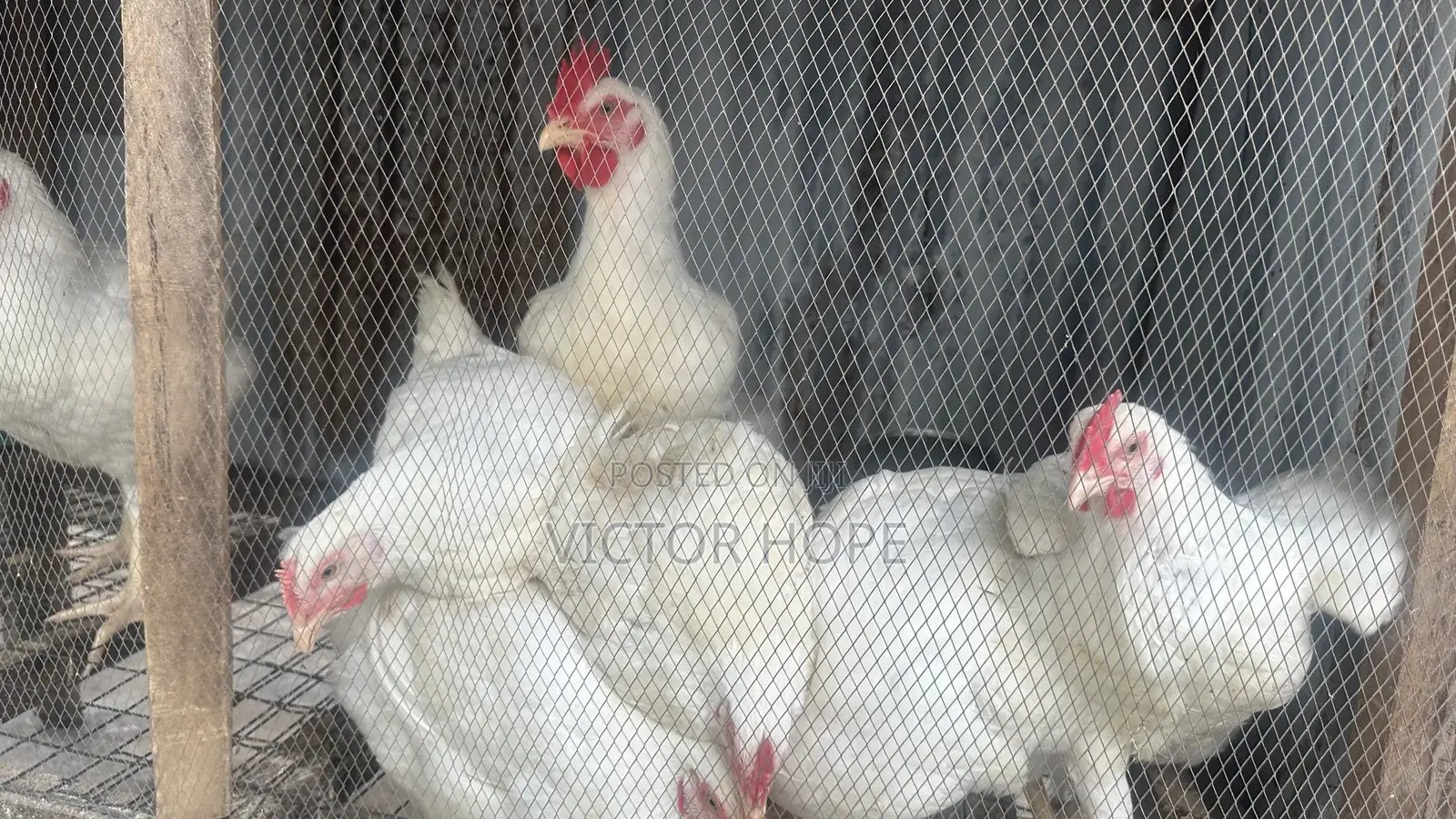 Broiler Chickens