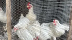 Broiler Chickens