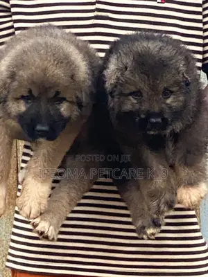 1-3 months Female Purebred Caucasian Shepherd