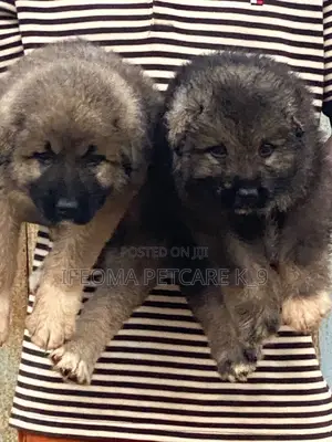 1-3 months Female Purebred Caucasian Shepherd