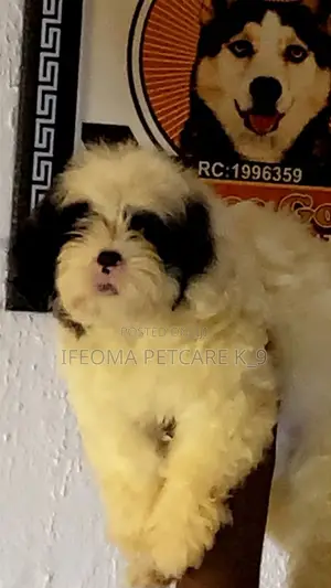 1-3 months Female Purebred Lhasa Apso