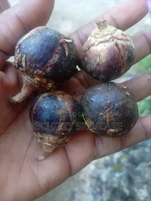 Gorontula Fruit