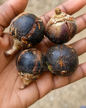 Gorontula Fruit