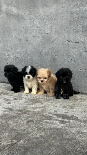 1-3 months Male Purebred Lhasa Apso