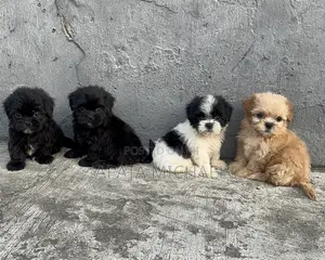 1-3 months Female Purebred Lhasa Apso