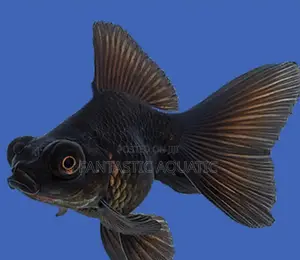 Black Moor Fish