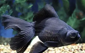 Black Moor Fish