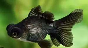Black Moor Fish