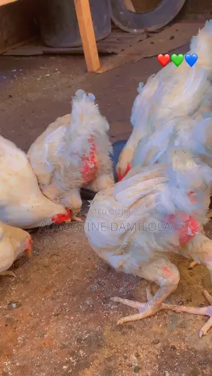 6 Months Old Broiler Chicken