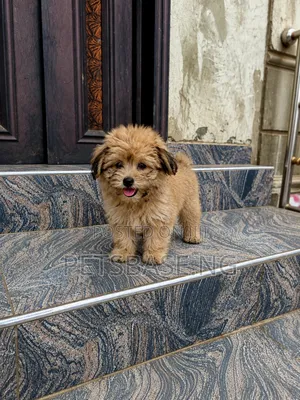3-6 months Male Purebred Lhasa Apso