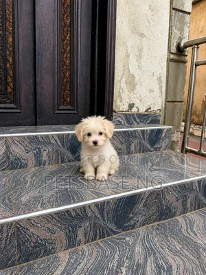 1-3 months Female Purebred Lhasa Apso