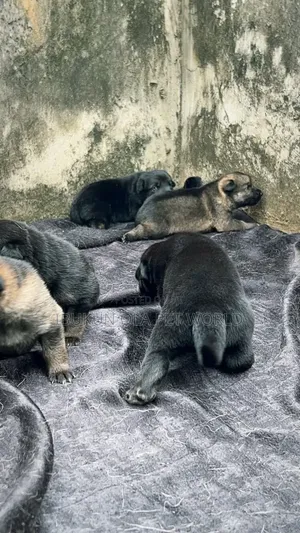 1-3 months Female Purebred German Shepherd