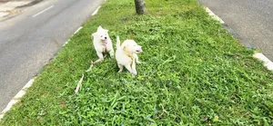 3-6 months Female Purebred American Eskimo