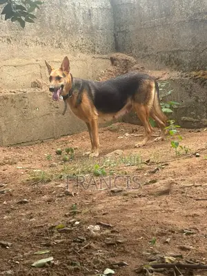 1+ year Female Purebred German Shepherd