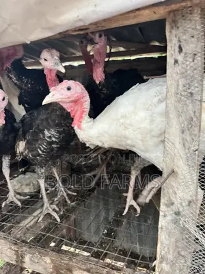 Local Turkey