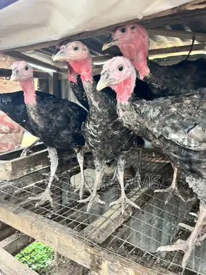 Local Turkey