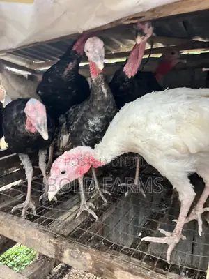 Local Turkey