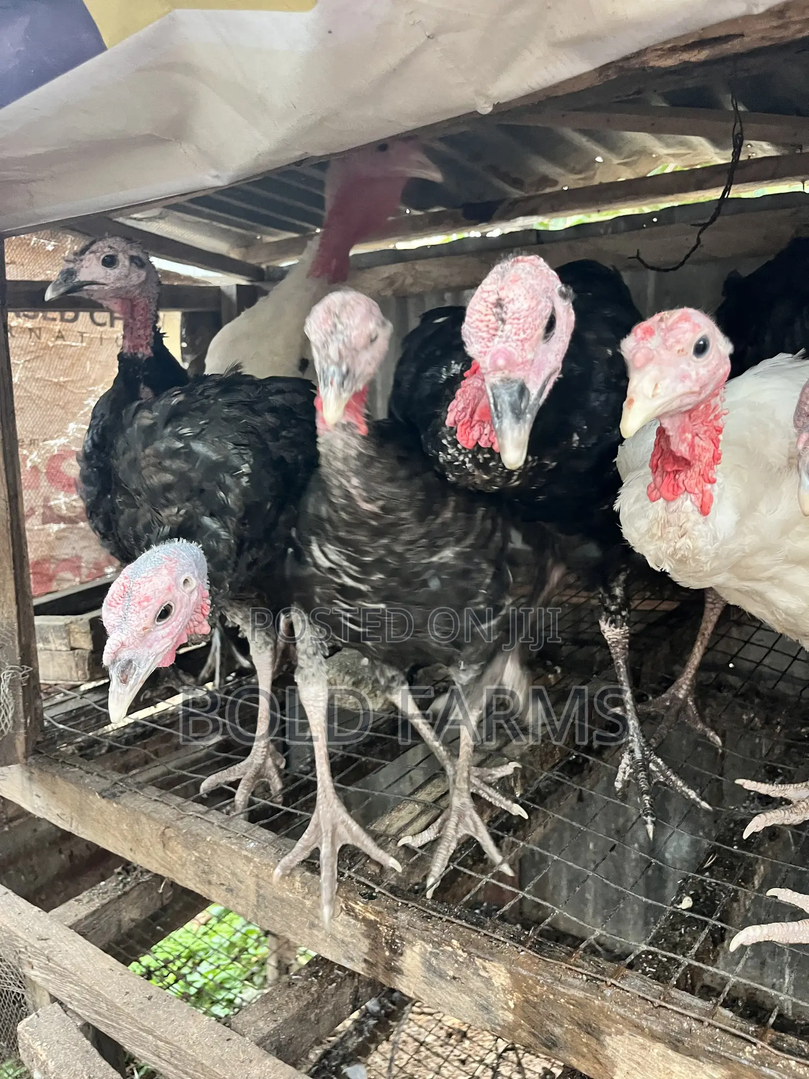 Local Turkey