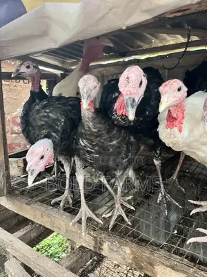 Local Turkey