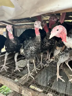 Local Turkey