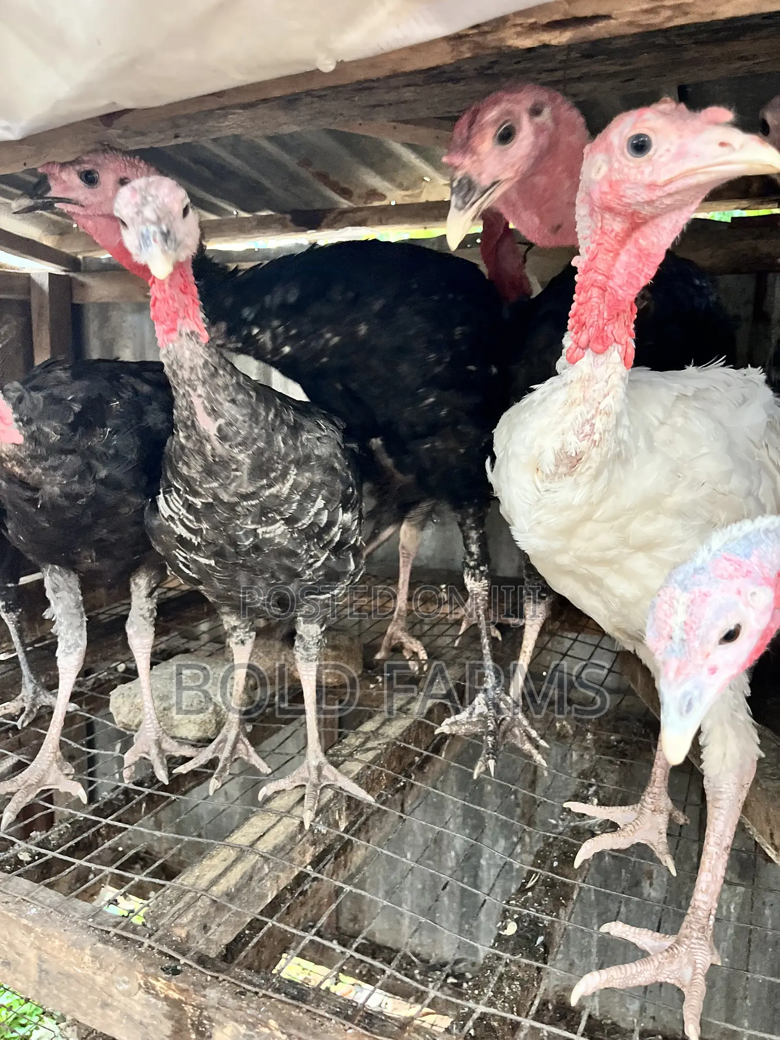 Local Turkey
