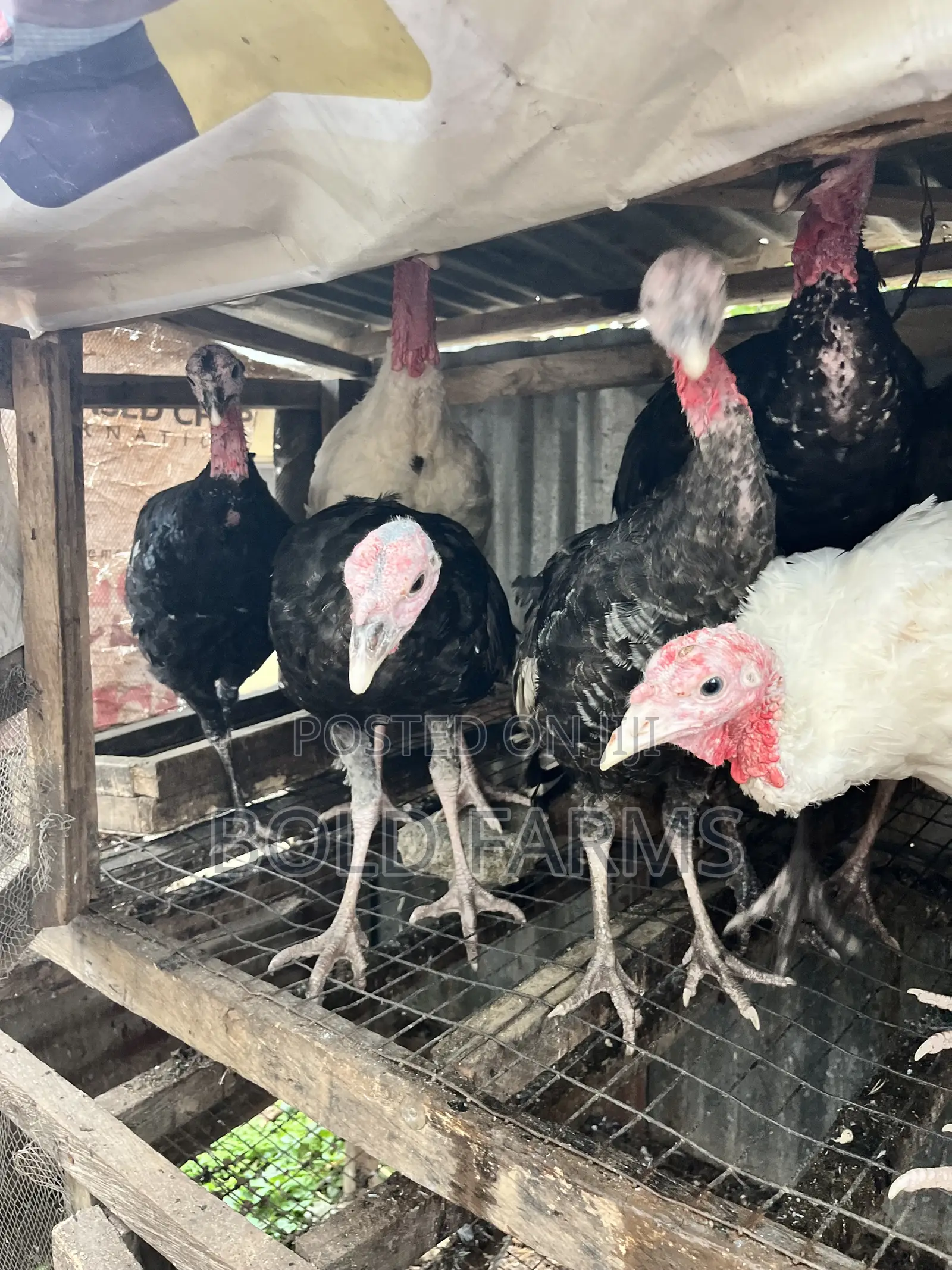 Local Turkey