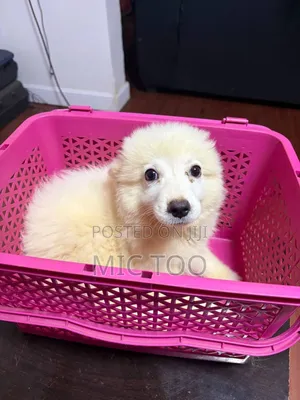 1-3 months Male Purebred American Eskimo