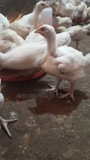 Poultry Farm and Feed