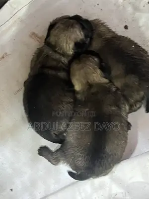 0-1 month Female Purebred Pug